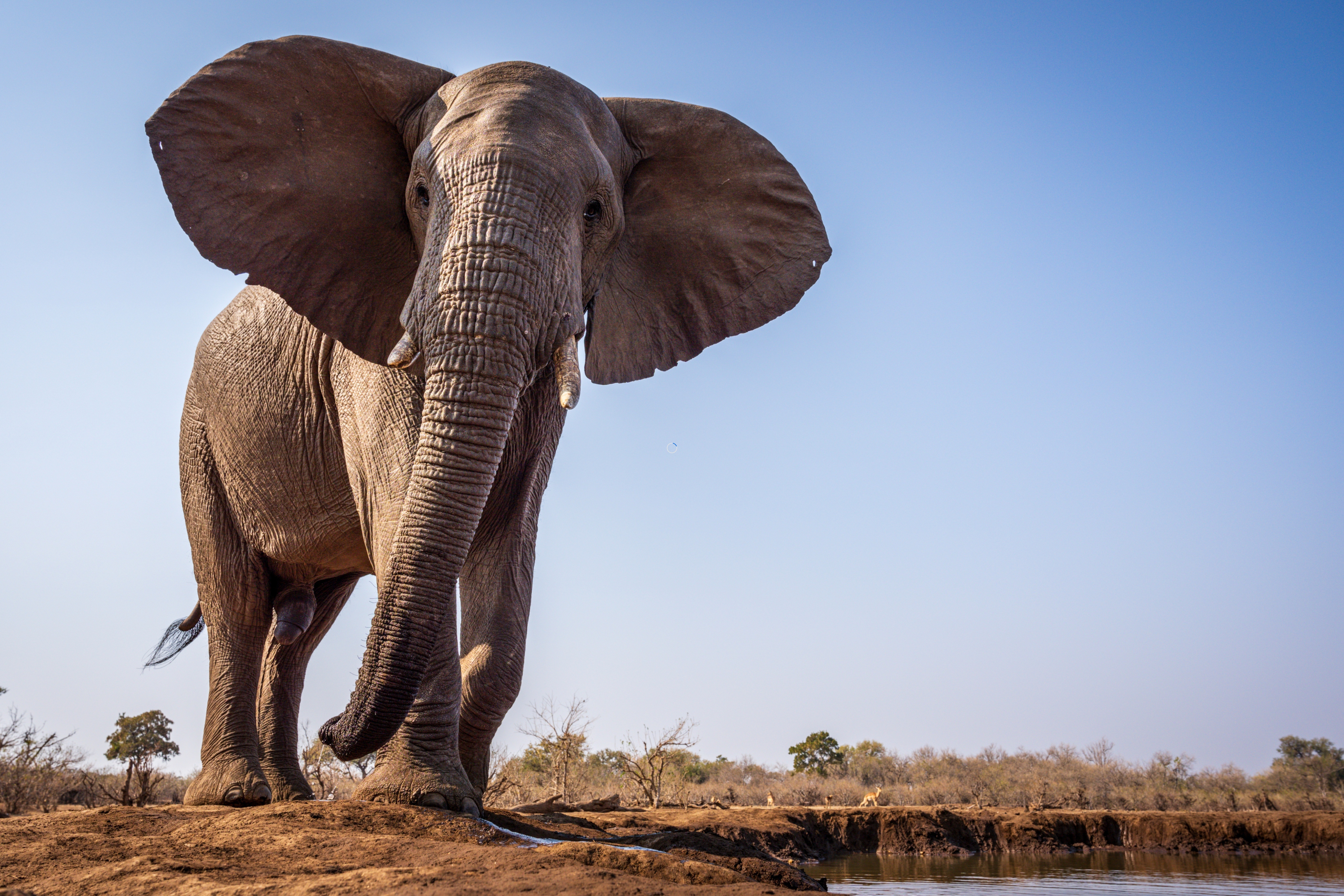 A close-up shot of a savanna elephant.