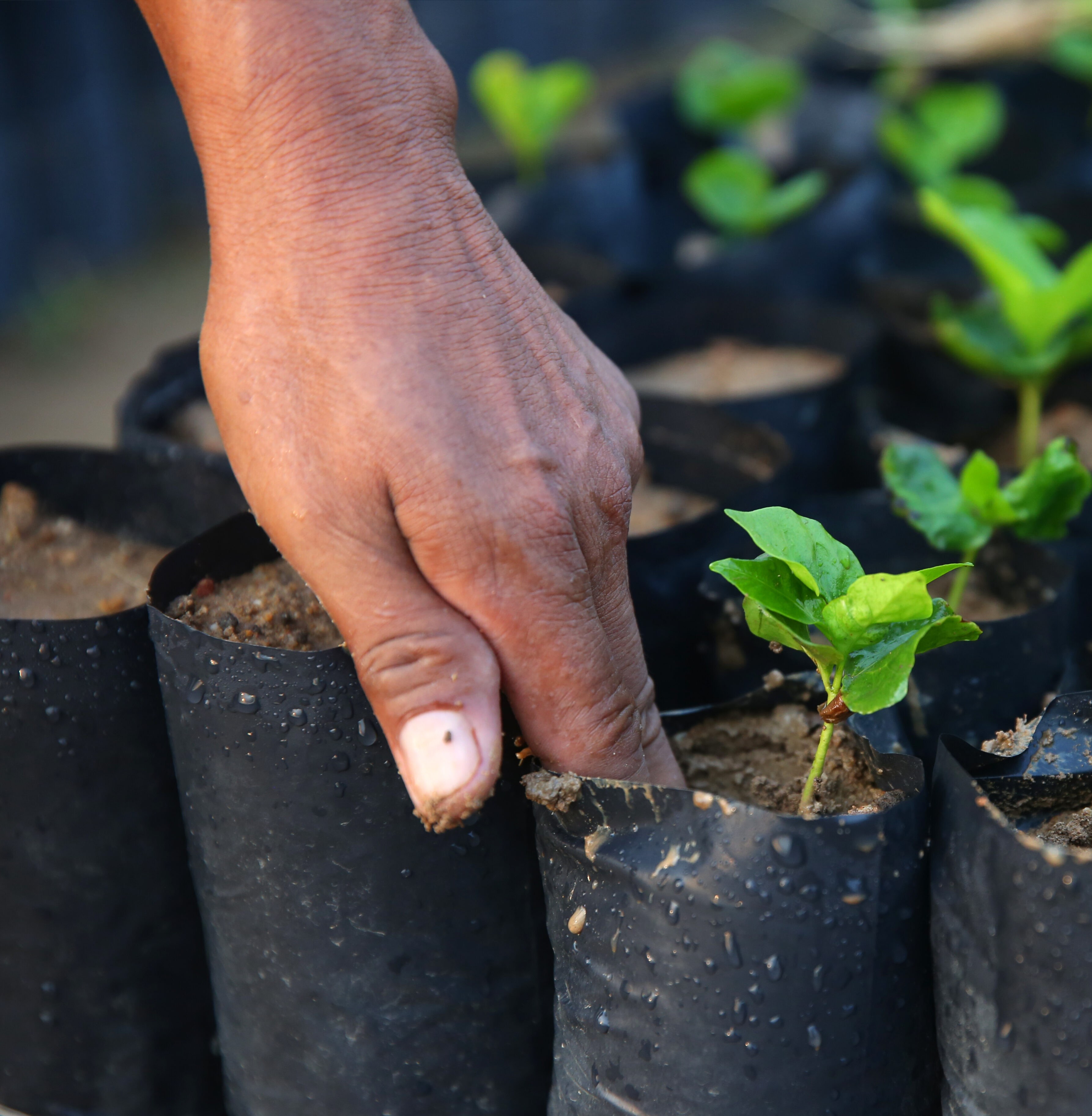A person displaying small brown seeds in the palm of their hand.