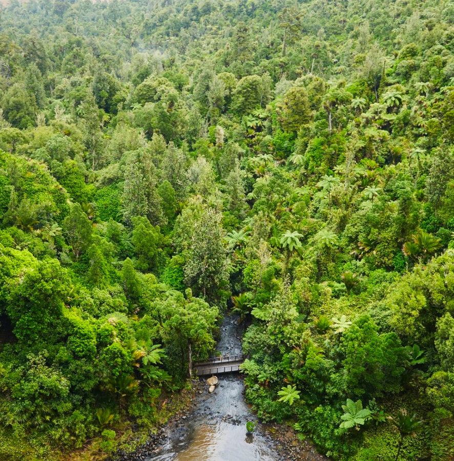 An aerial view of the thick green canopy in a tropical forest.