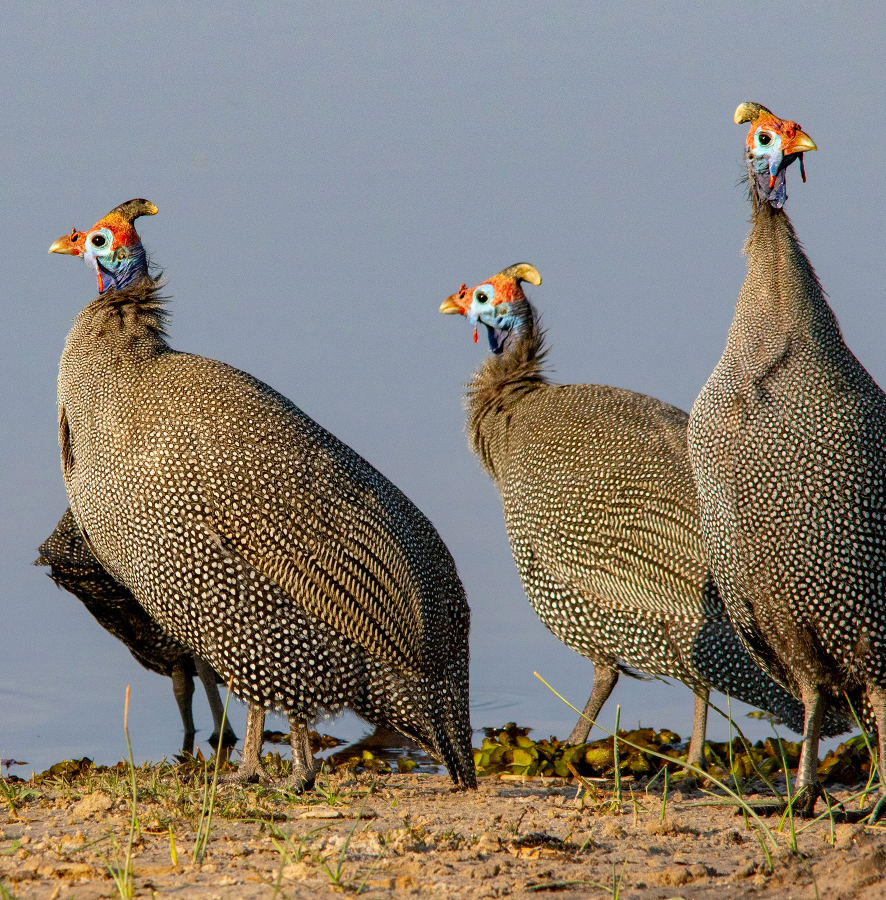 Helmeted guineafowl engaging in a physical confrontation in an arid landscape.