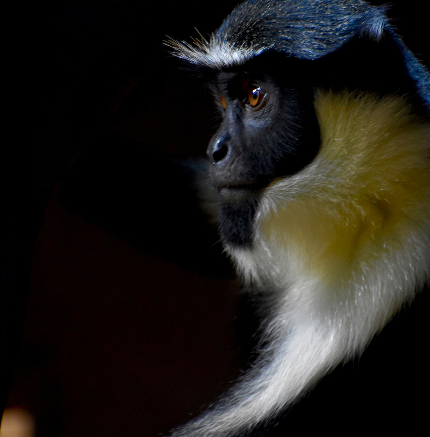 A mantled guereza, a species of black-and-white colobus monkey, in a side profile view.