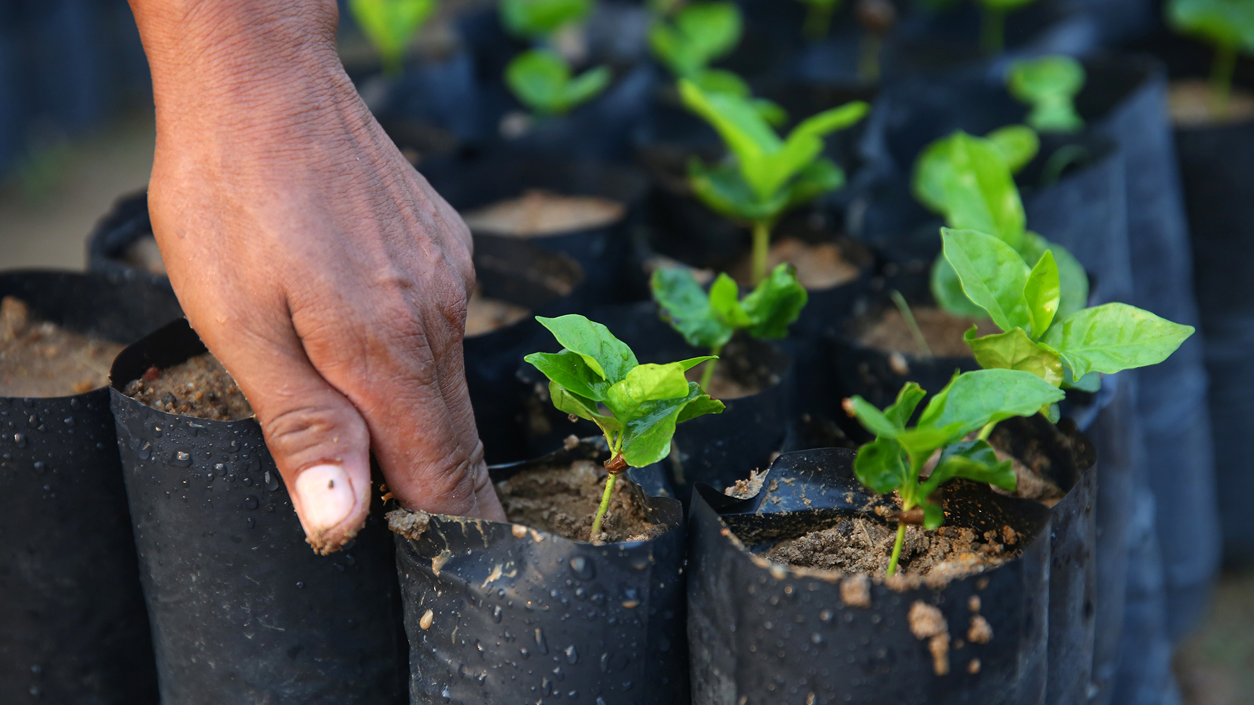A person holding a group of tree saplings with bare roots.