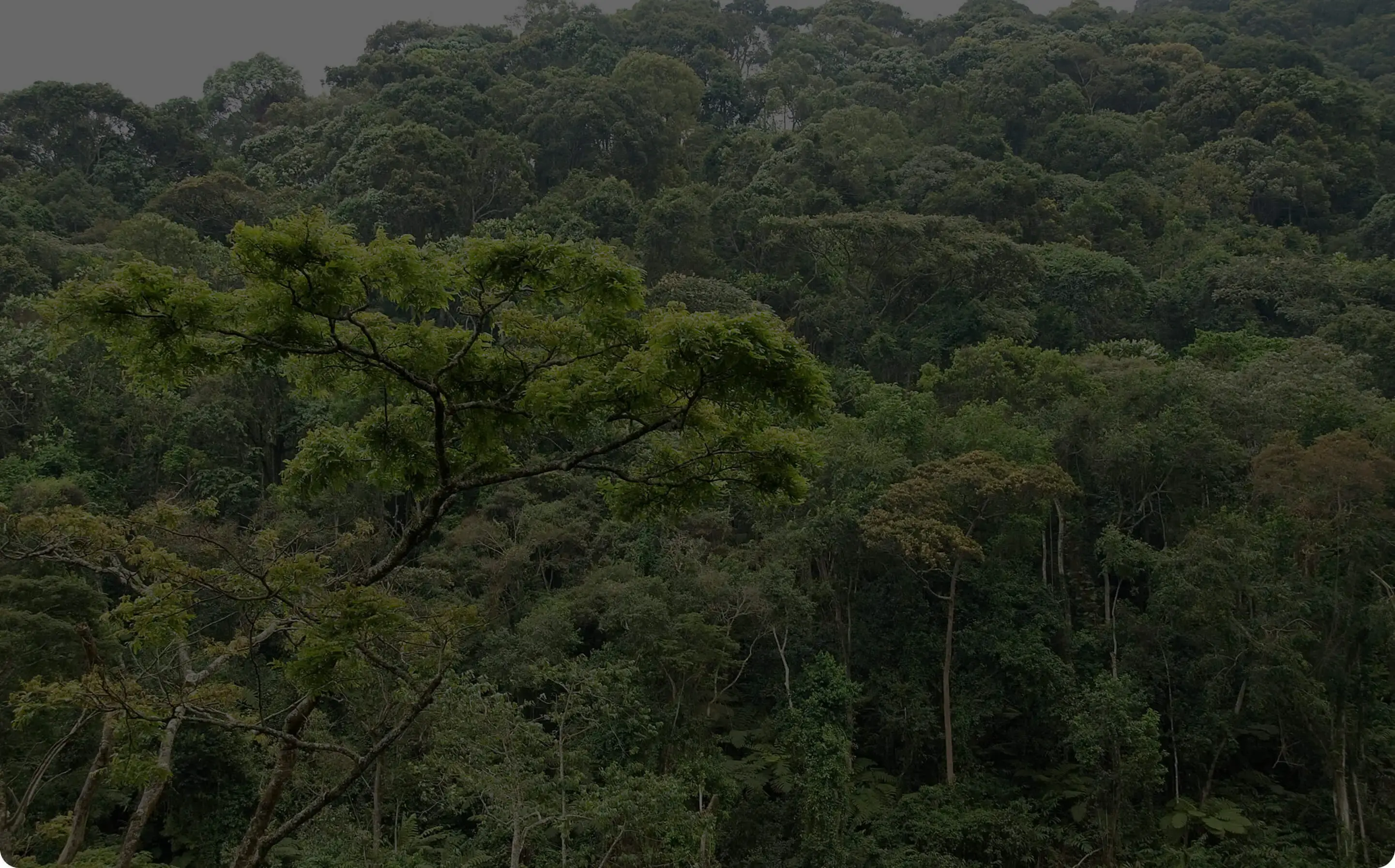 Forests Image webp