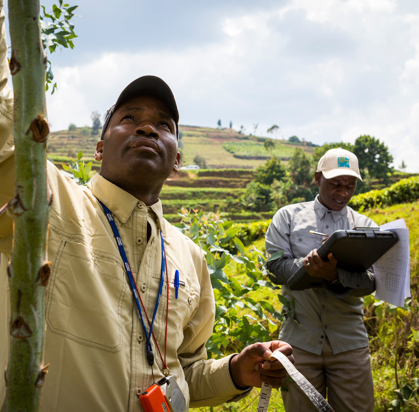 Two field workers amidst dense greenery, possibly engaged in surveying or forestry management.