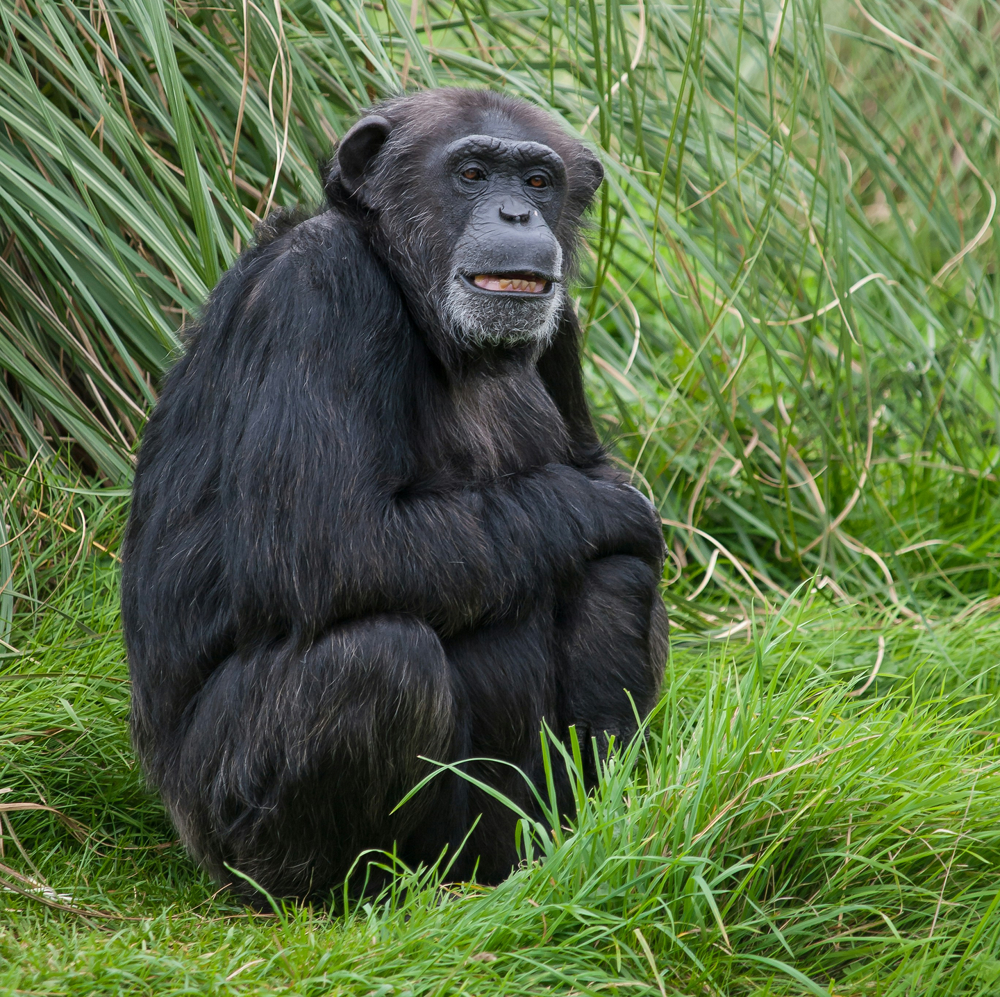 A close-up shot of two chimpanzees.