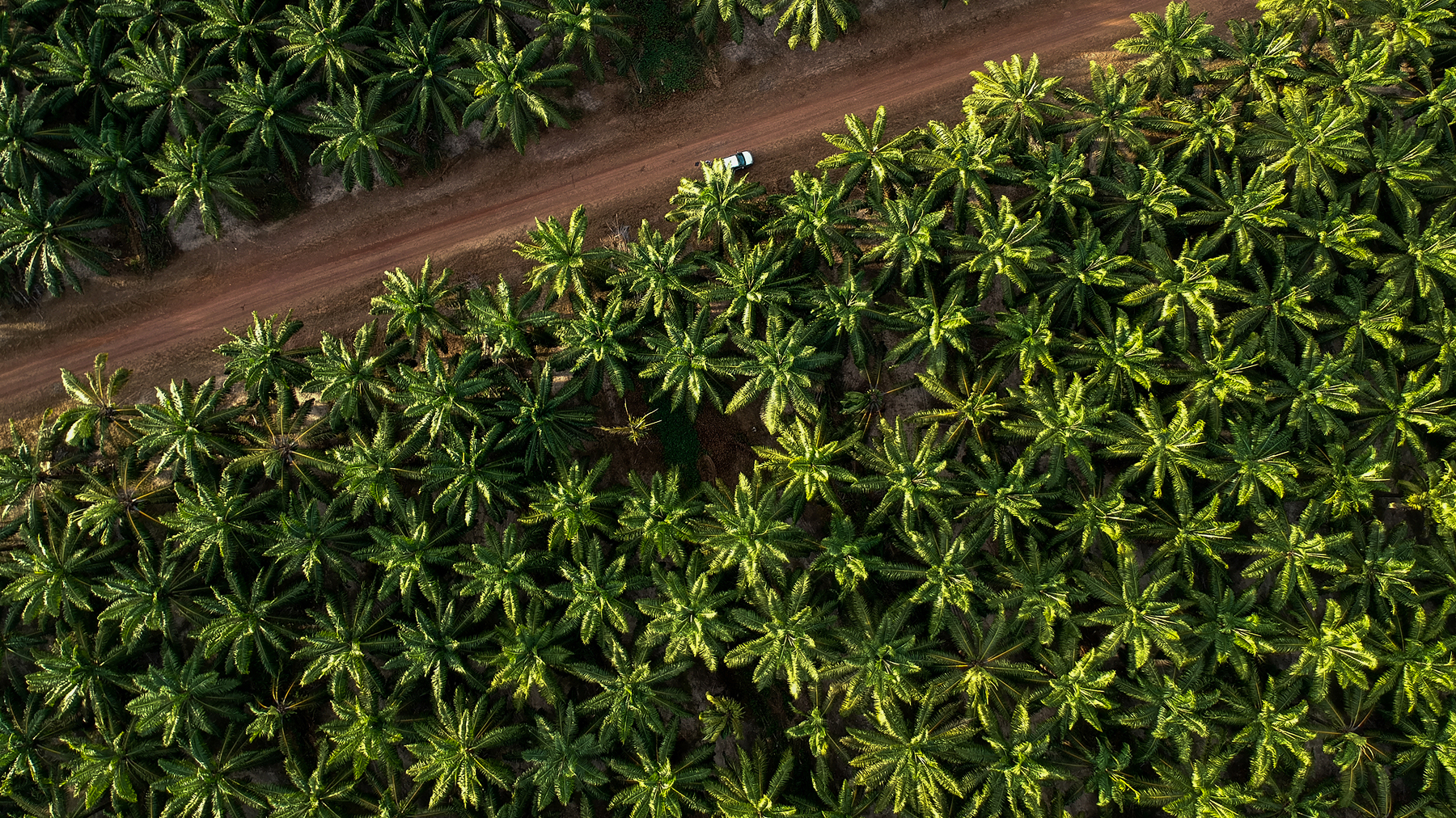 Aerial view of a palm oil plantation and a dirt road.