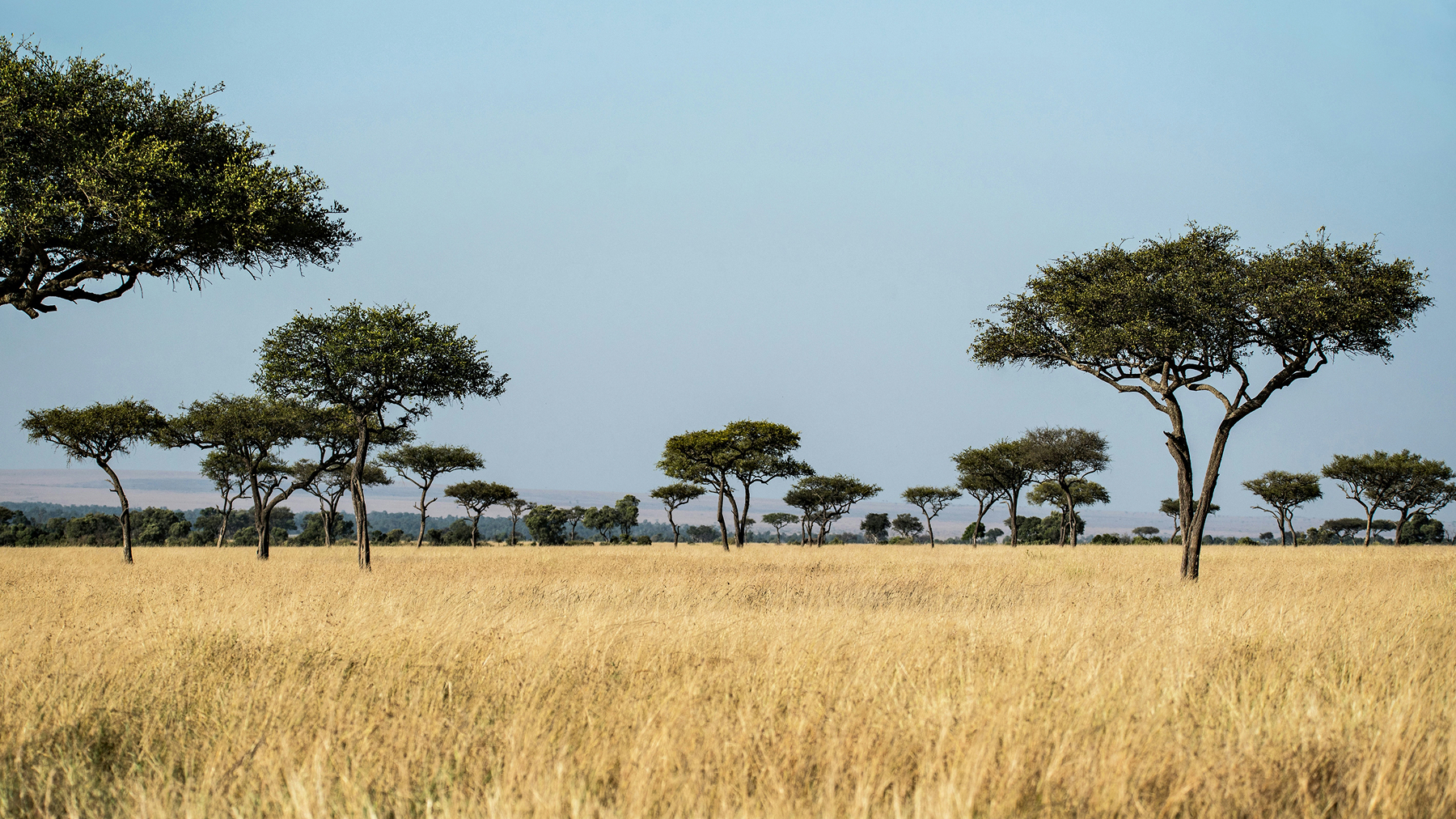 An African elephant traverses the savanna grasslands between two acacia trees.
