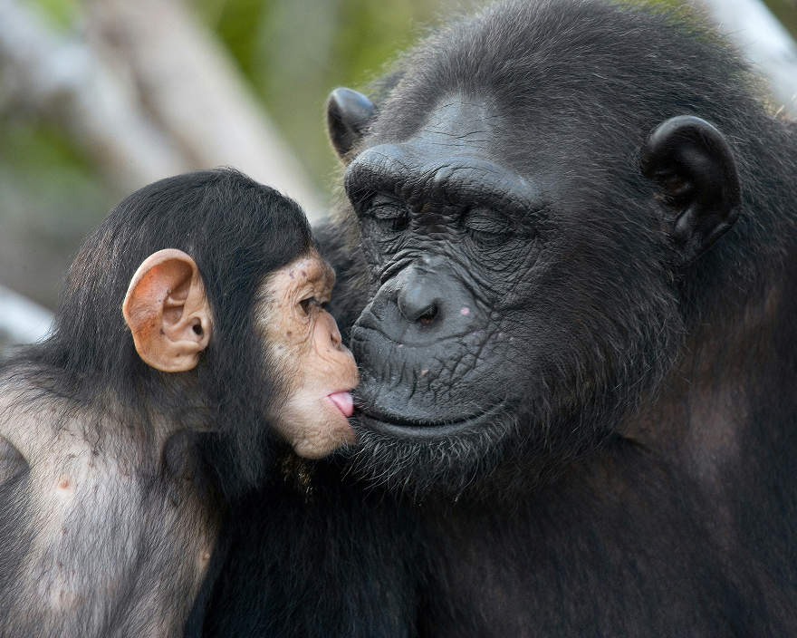A young chimpanzee playing with an older one