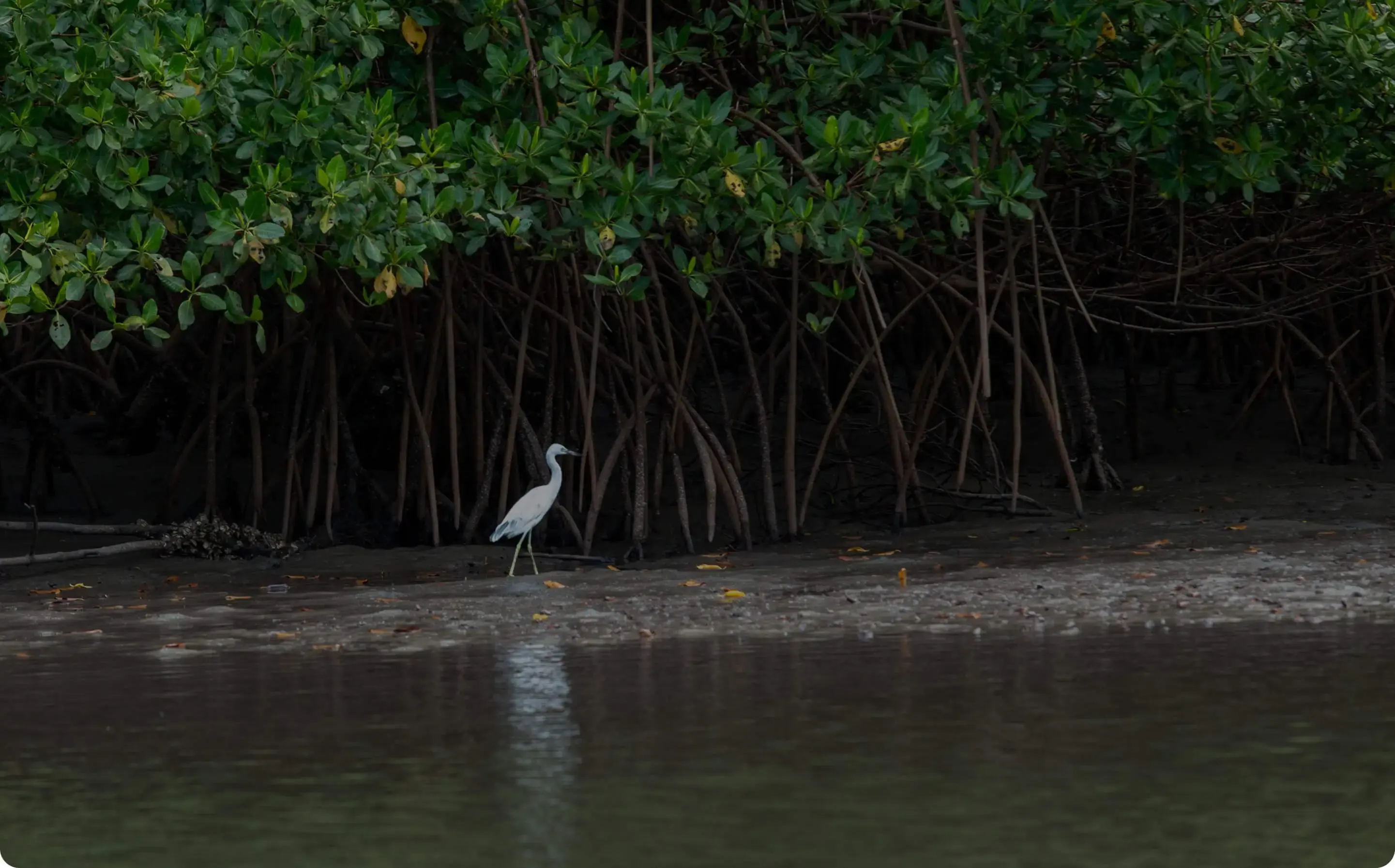 Mangroves img webp