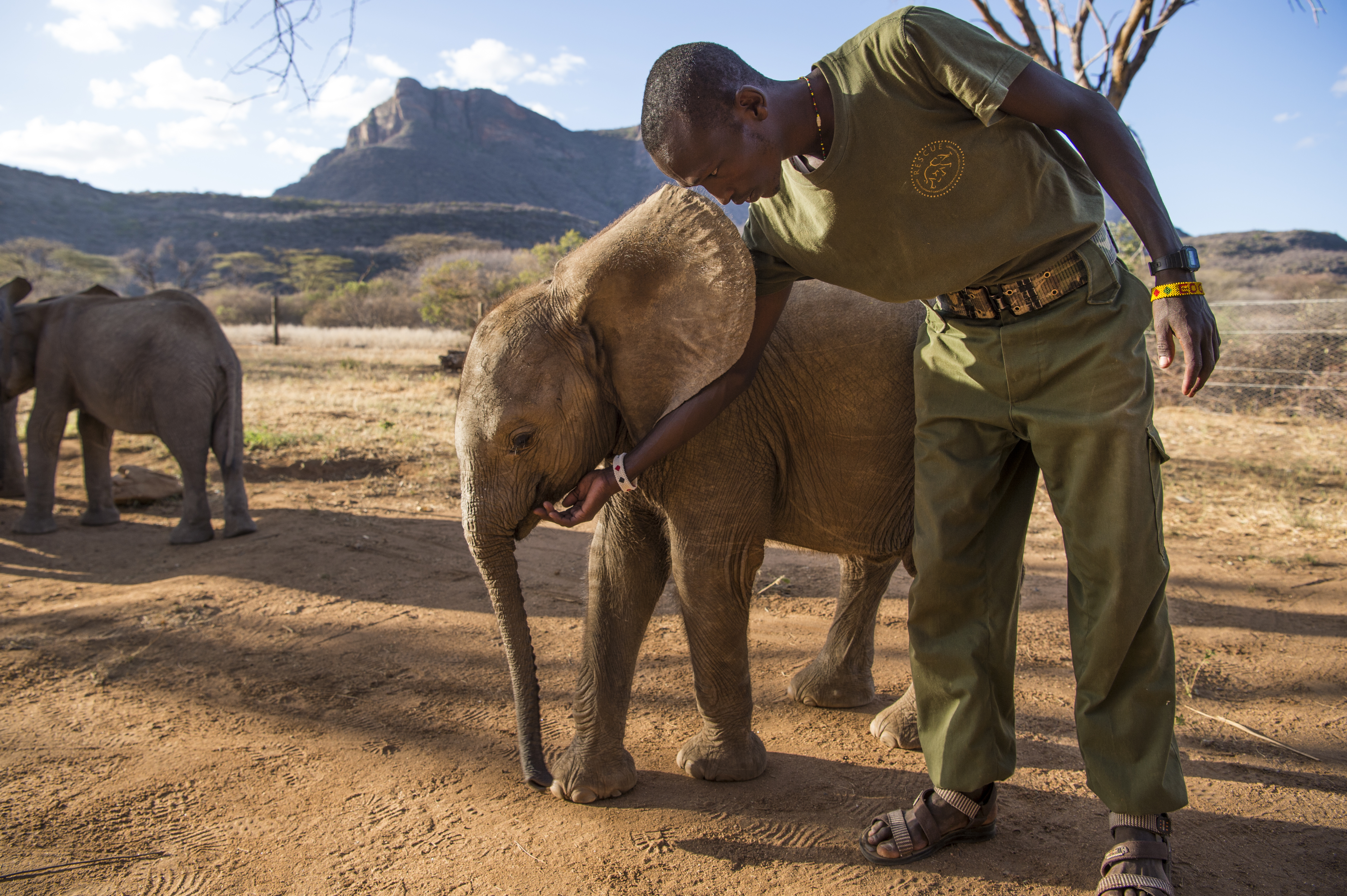 A man in a park ranger regalia looking after an elephant.