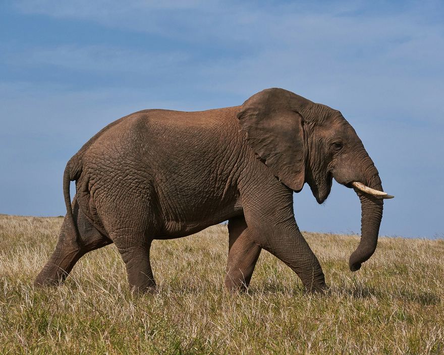 Elephant moving in open field