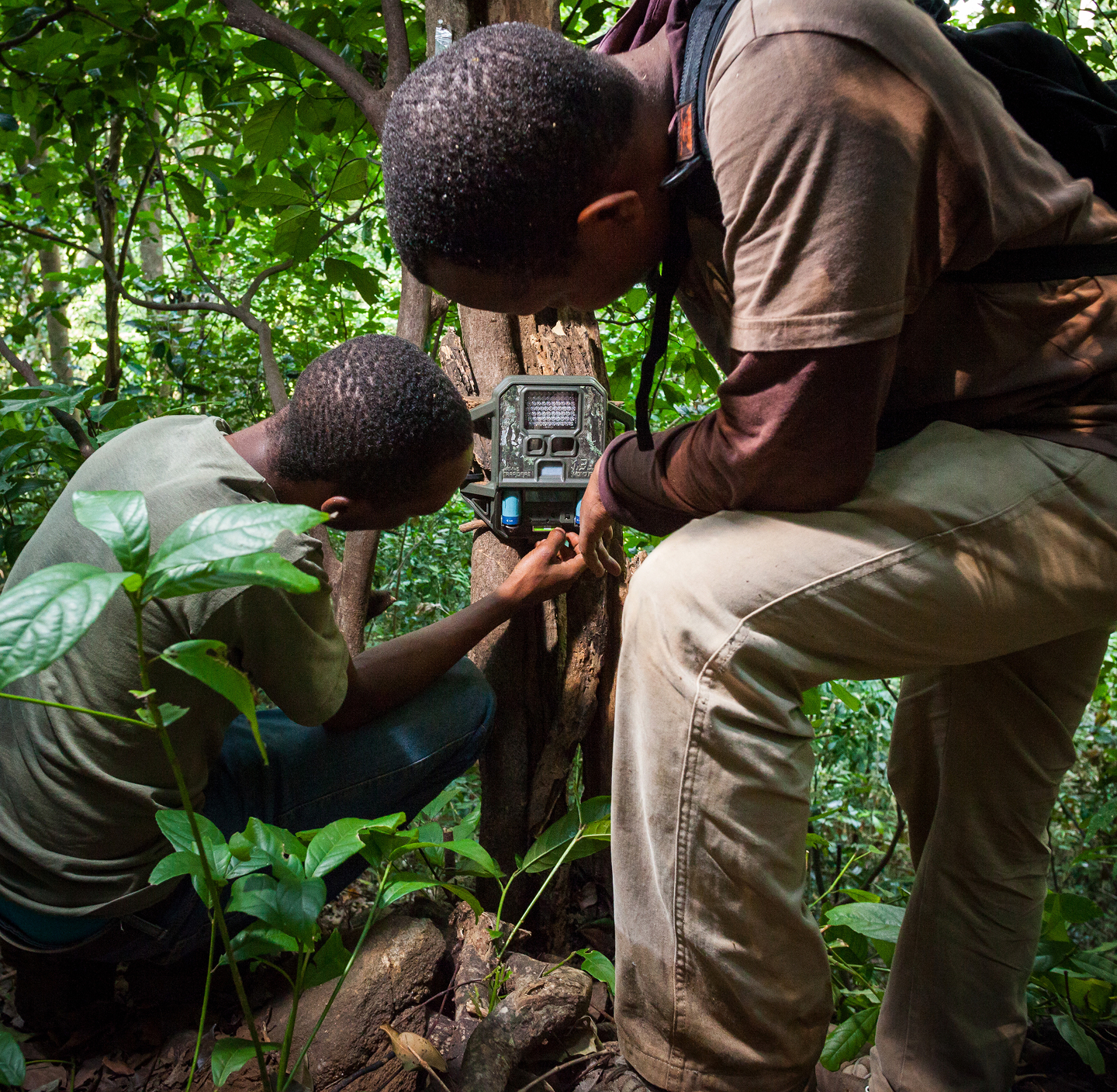 Conservationists install a trail camera in a wooded area to monitor wildlife.