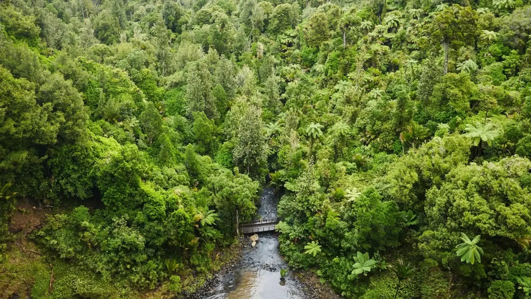 High-angle aerial view of a dense green forest featuring a small wooden bridge over a rocky stream.