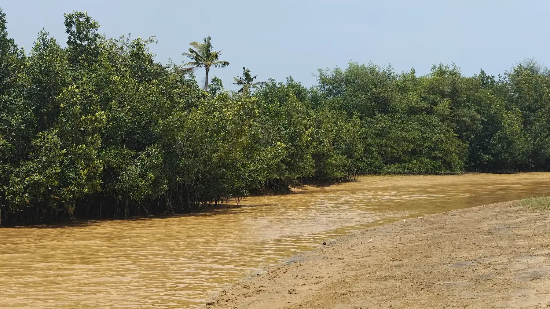 A muddy brown river winds through a dense mangrove forest.