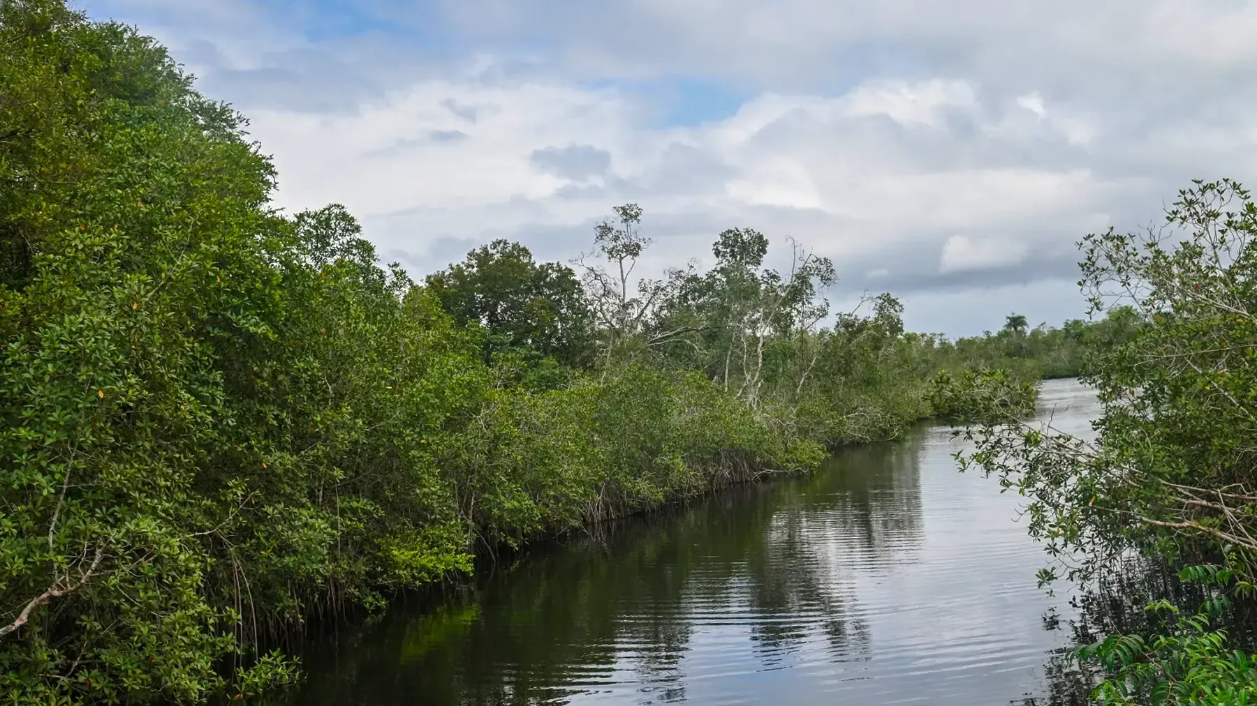 A serene river surrounded by thick mangrove vegetation and a cloudy sky.