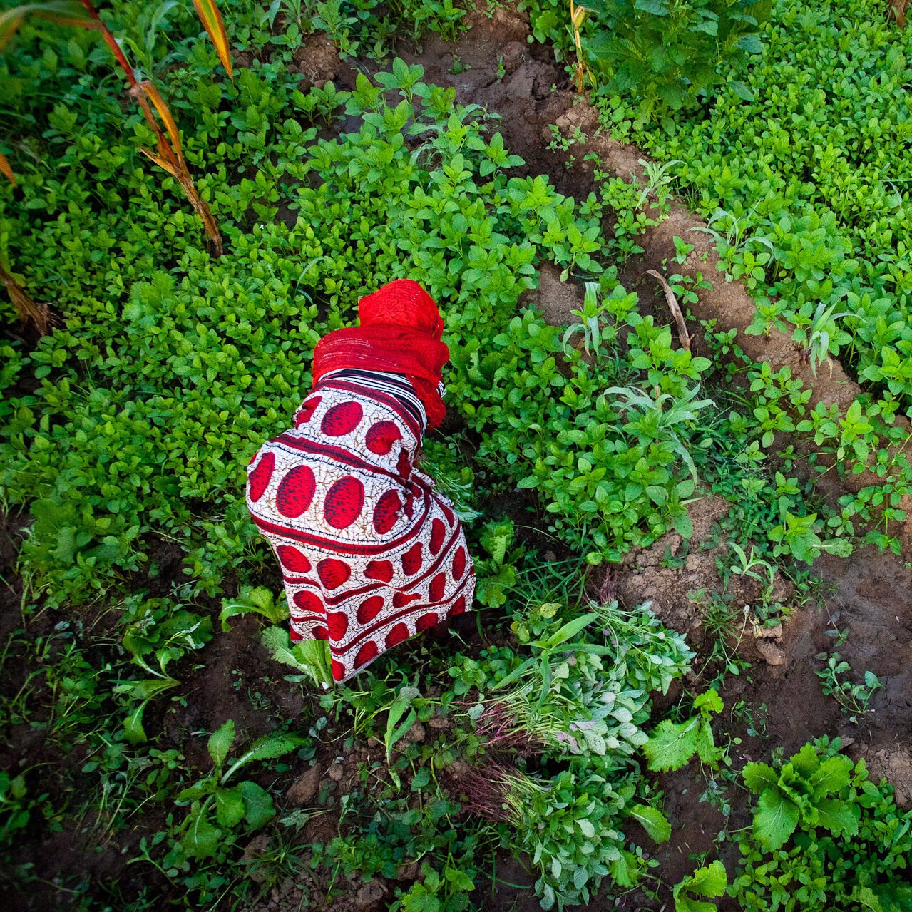 A person works in a verdant garden, tending to rows of small leafy plants.
