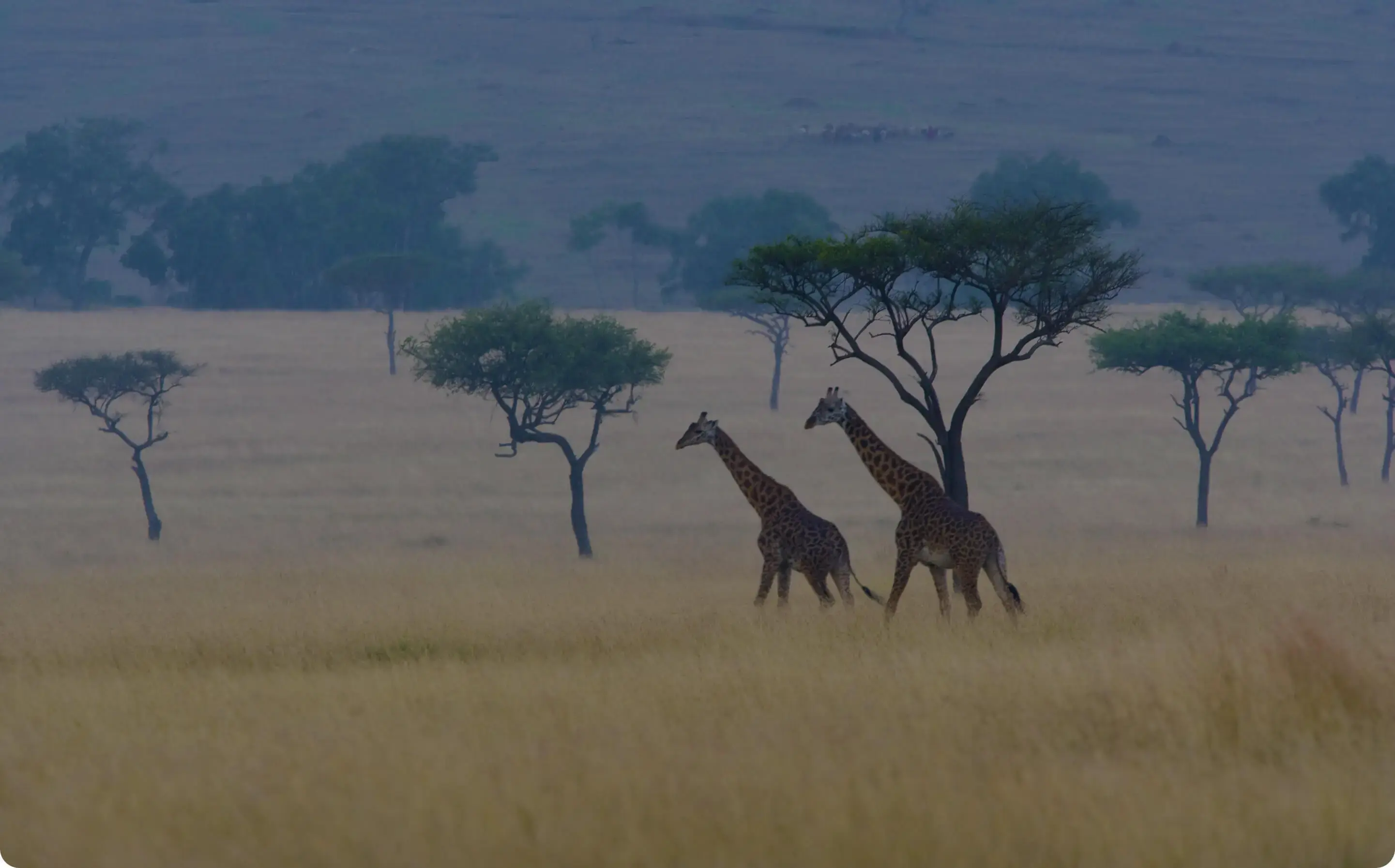 Grasslands img webp
