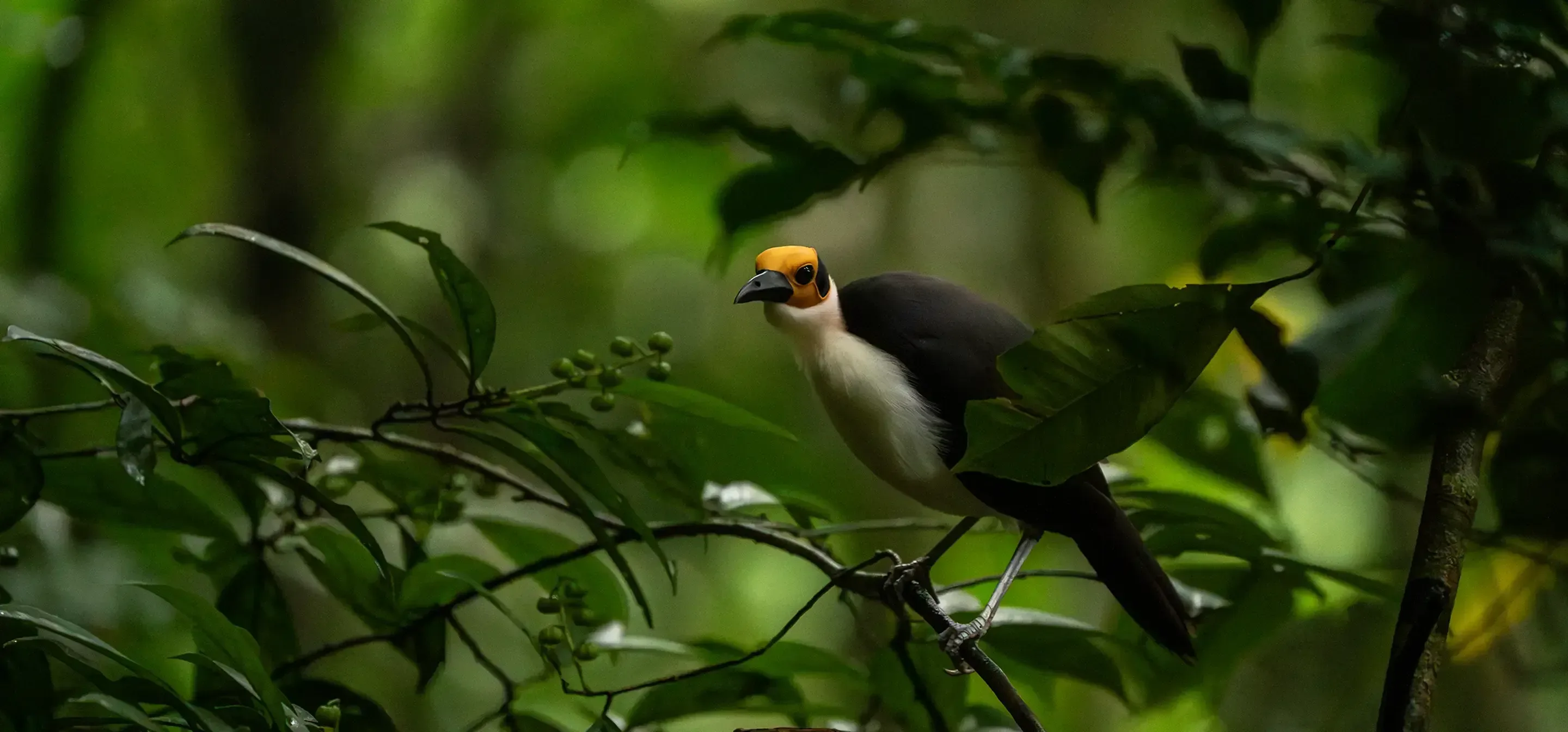 A Diana monkey looks off-camera with an alert expression.