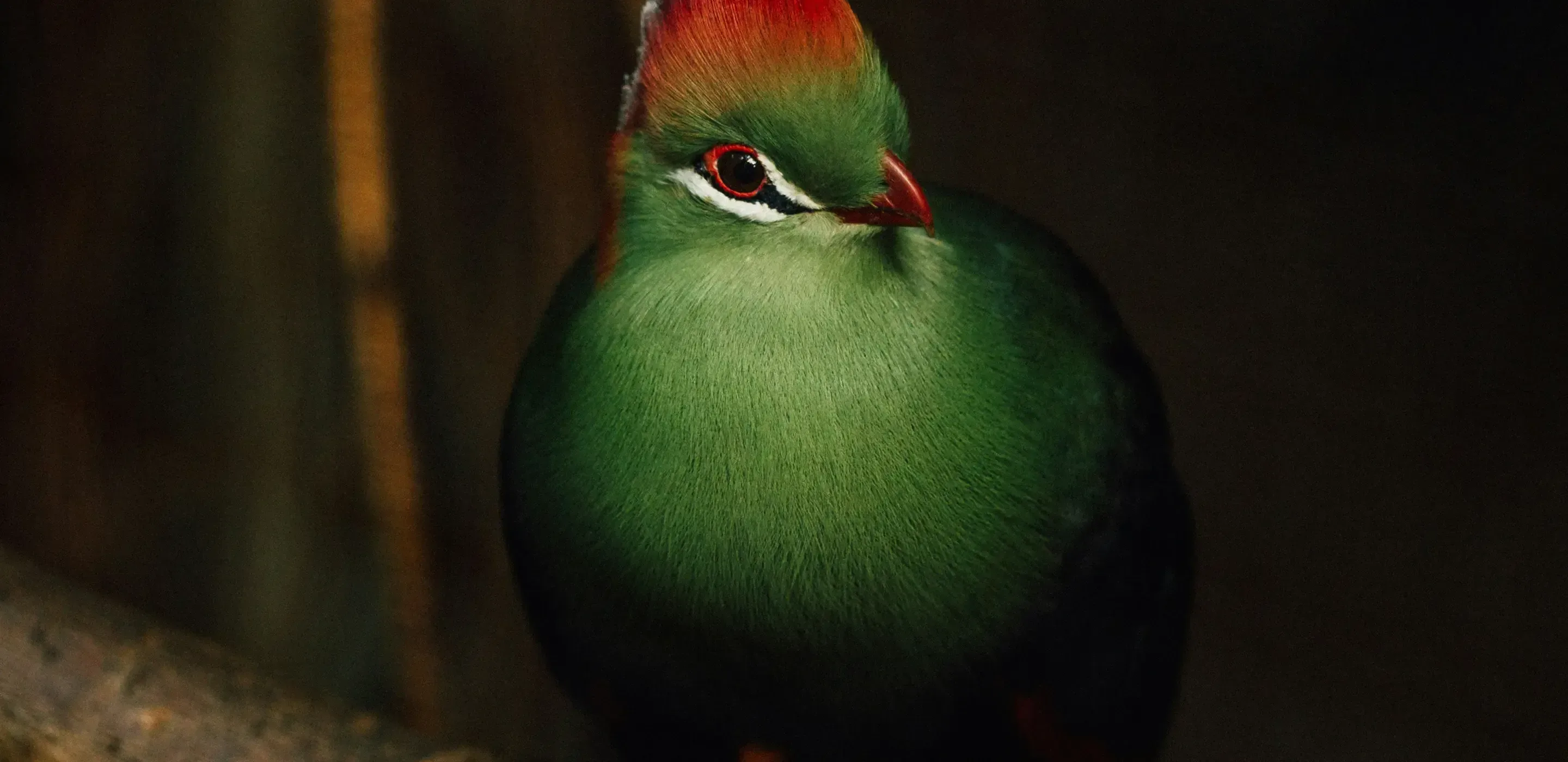 A green turaco bird perches on a tree branch.