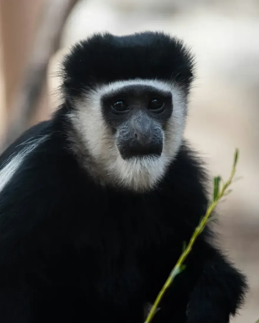 A monkey perched on a tree branch.