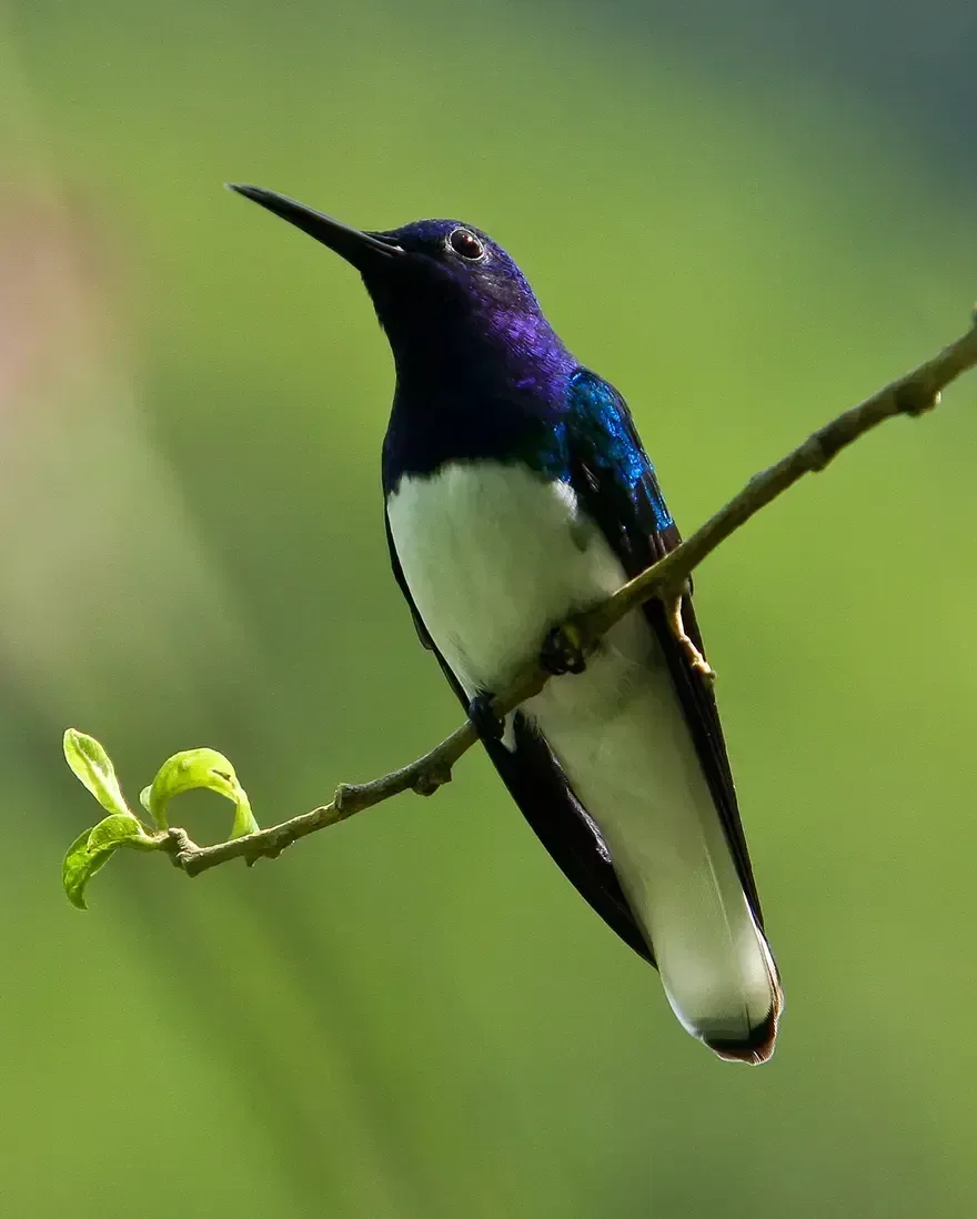 A White-necked Jacobin (Florisuga mellivora) perched on a branch.
