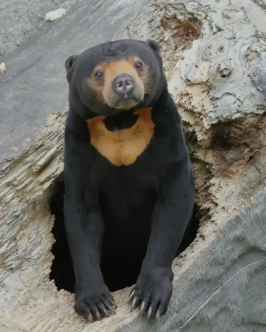 A sun bear climbing a tree in a jungle environment.