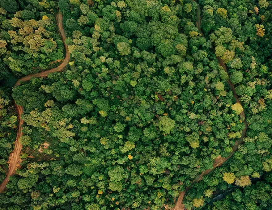 An aerial view showing winding dirt paths through a lush green forest canopy.