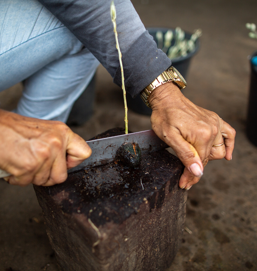 A close-up shot of a person's hands using a knife to slice into a plant base on a dark block.