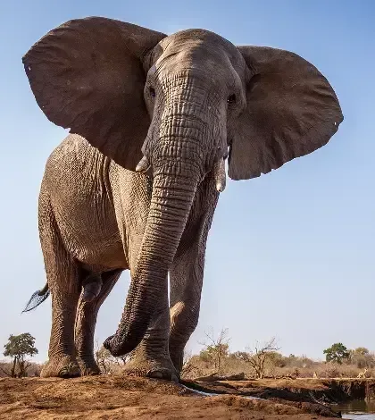 A low-angle photograph of an African elephant.