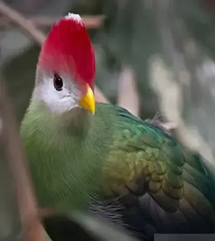A close-up of a Red-crested Turaco bird.