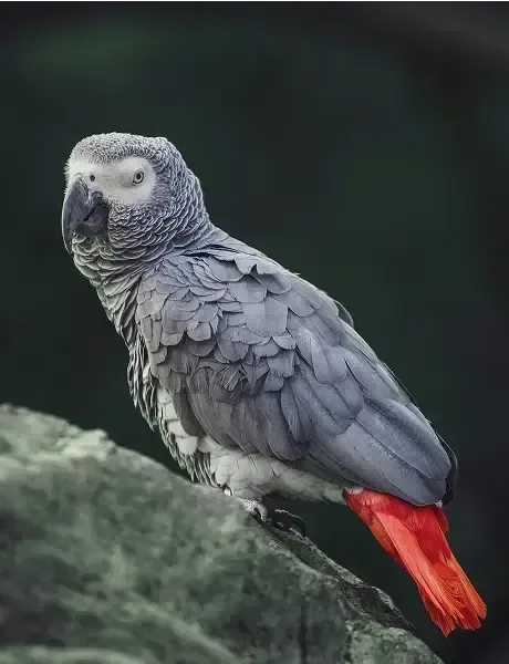 Close-up portrait of an African Grey Parrot.