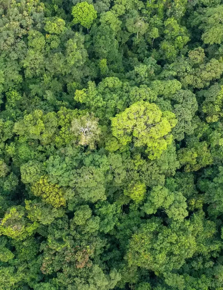 Aerial view of a forest landscape
