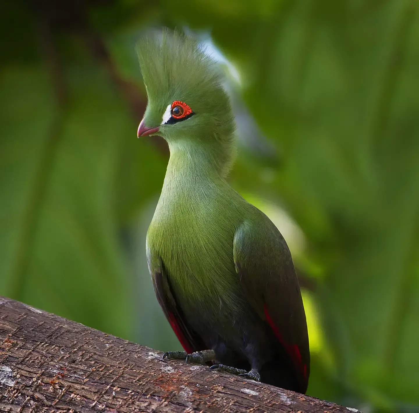 A side profile of a Schalow's Turaco.
