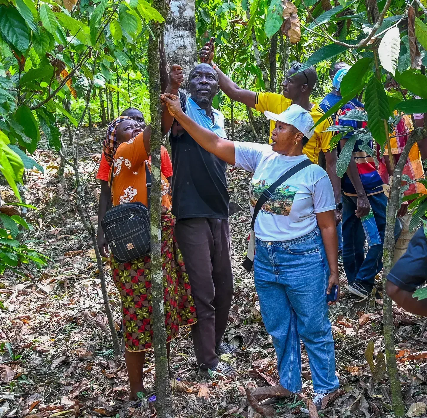 A group of individuals around a tree in a tropical plantation.