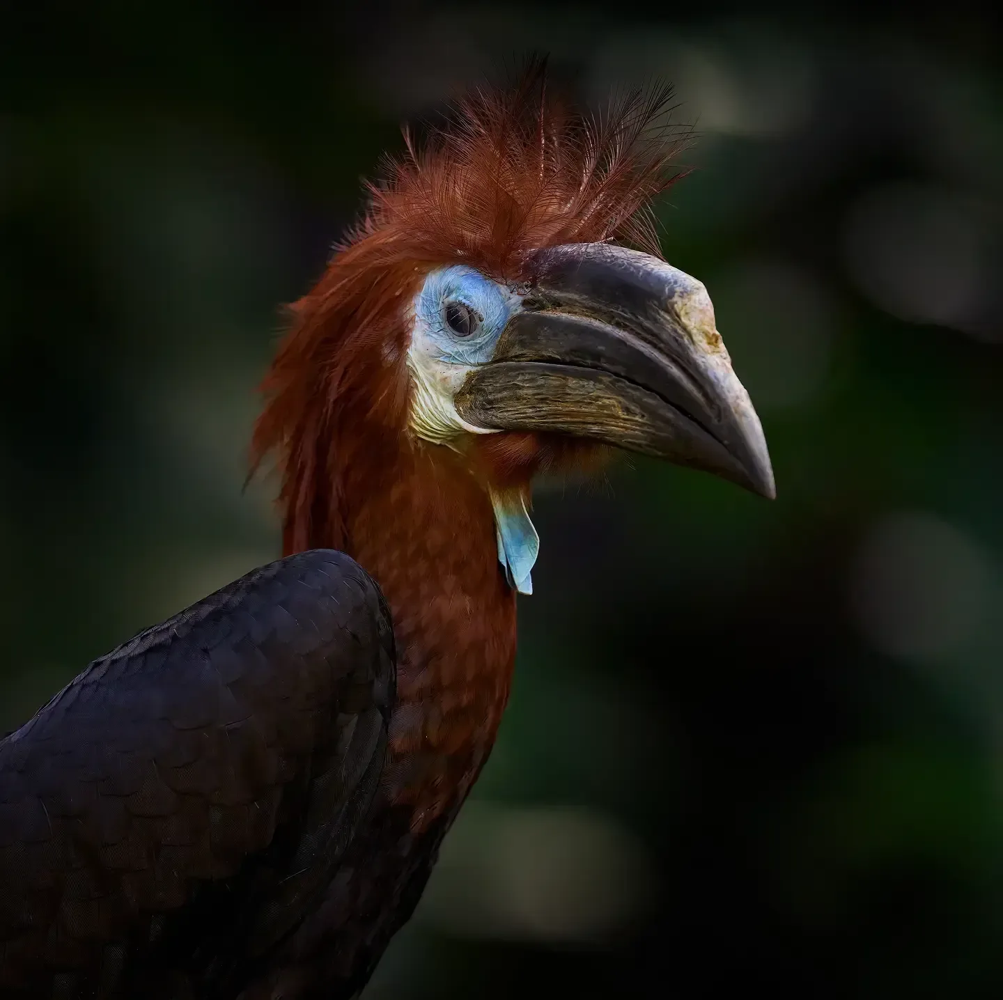 A Rufous-necked Hornbill showcasing its vibrant plumage and large beak against a dark background.