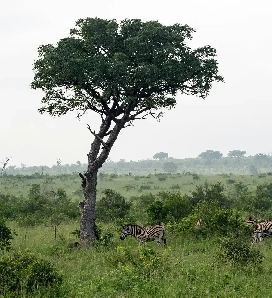 A tropical forest surrounded by Zebras.