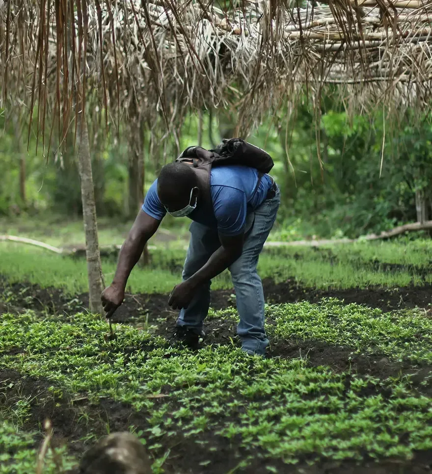 A person holding young tree saplings ready for planting.